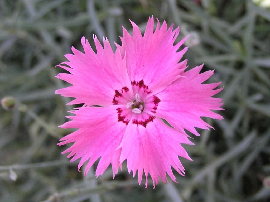 Dianthus plumarius, also known as the common pink, garden pink, wild pink or simply pink, is a species of flowering plant in the family Caryophyllaceae